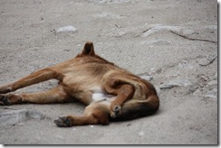 IMG_3923 IMG_3923