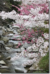 IMG_3933 IMG_3933