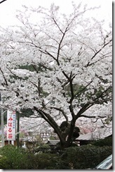 IMG_3940 IMG_3940