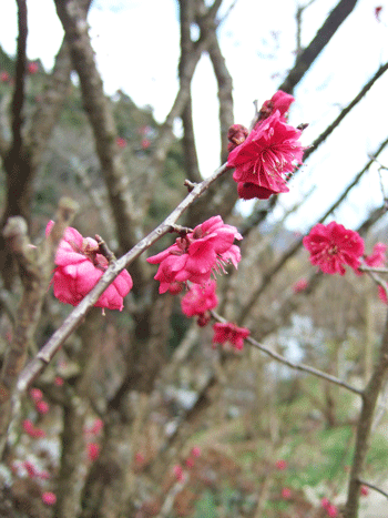春です、「みのり」の梅の花