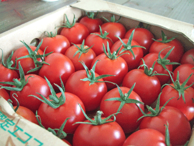 トマトの季節。