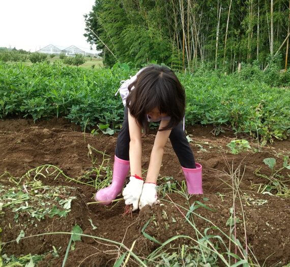 今年も芋掘り体験が始まりました！│農の農園