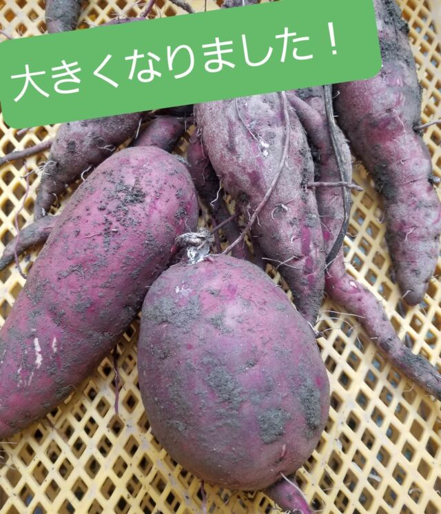 鶏と野菜のバイキング レストラン みはる荘 農 のサイト 公式ホームページ